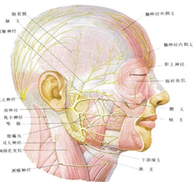 阳痿的症状