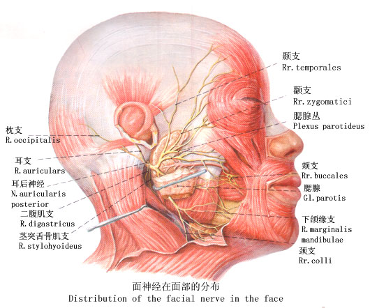 阳痿的病因