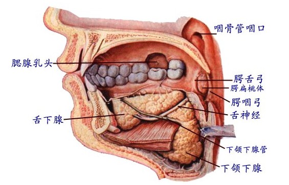 前列腺炎