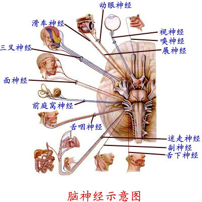 阳痿的常识