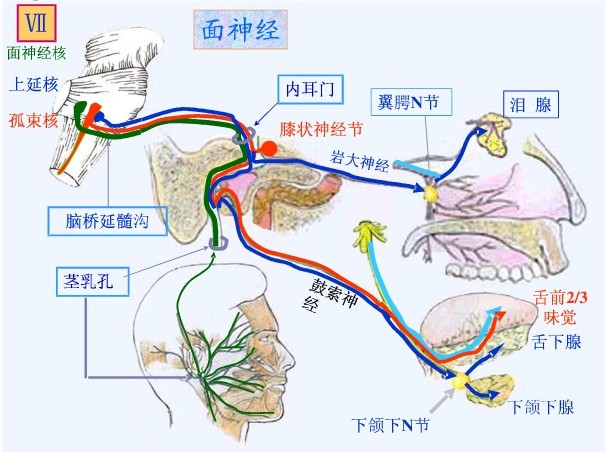 阳痿的常识