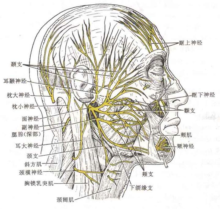 前列腺炎