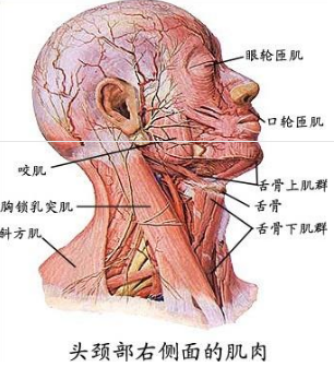 包皮过长