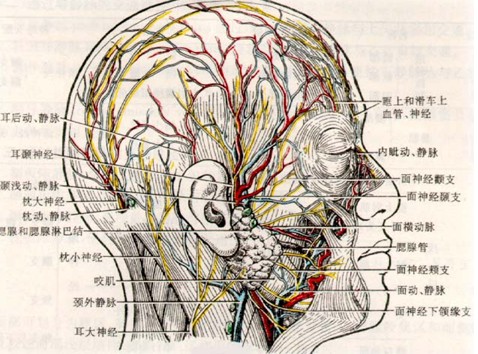 面部神经